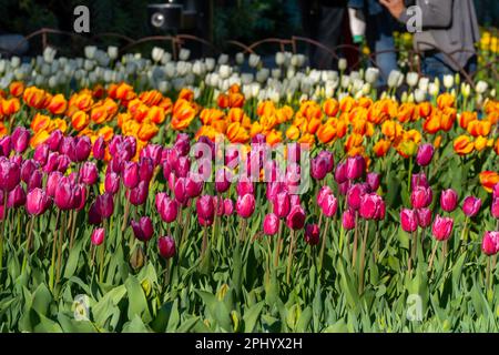 Une exposition vibrante de tulipes Tulipa kaufmanniana cultivées dans un jardin luxuriant, illuminé par la lumière du soleil chaude Banque D'Images