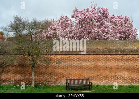 Eton, Windsor, Berkshire, Royaume-Uni. 30th mars 2023. Un joli magnolia rose dans le domaine de l'Eton College pendant une journée de douches et de soleil. Crédit : Maureen McLean/Alay Live News Banque D'Images