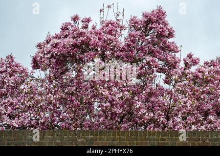 Eton, Windsor, Berkshire, Royaume-Uni. 30th mars 2023. Un joli magnolia rose dans le domaine de l'Eton College pendant une journée de douches et de soleil. Crédit : Maureen McLean/Alay Live News Banque D'Images