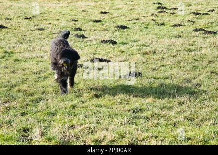 Black Goldendoddle courir dans un pré tout en jouant. Manteau long et doux noir. Chien de famille qui est également pris comme chien de thérapie. Photo d'un chien Banque D'Images