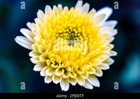 Fleur de chrysanthème blanche et jaune. Belle fleur de Chrysanthemum floraison. Saison des fleurs de chrysanthèmes. Banque D'Images