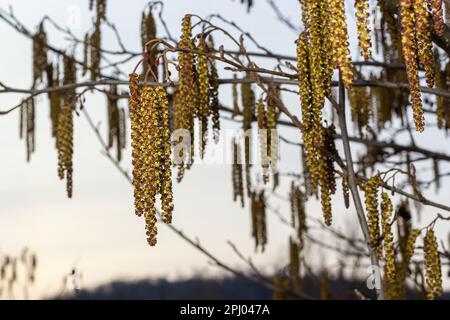 Petite branche d'aulne noir Alnus glutinosa avec des chatons mâles et des fleurs rouges femelles. Aulne en fleurs au printemps magnifique fond naturel avec clair Banque D'Images