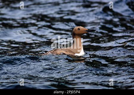 Guillemot à Guillemot commun (Uria aalge) nage en mer du Nord, archipel, Réserve naturelle des îles Farne, îles Farne, Northumberland, Angleterre, Royaume-Uni Banque D'Images