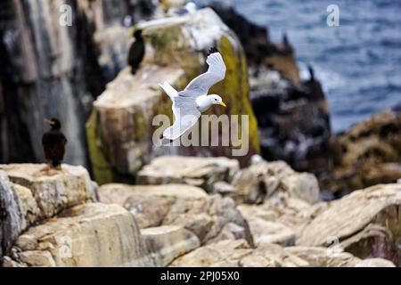 Kittiwake (Rissa tridactyla) survolant des rochers de la mer du Nord, dans la région de Farne, dans la réserve naturelle des îles Farne, dans les îles Farne, Northumberland, Angleterre Banque D'Images