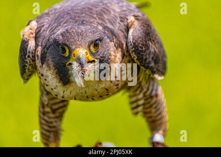 Falcon (Falco) dans un parc animalier du sud de l'Allemagne, captif, Bade-Wurtemberg, Allemagne Banque D'Images