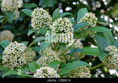 Skimmia Japonica 'Fragrans' en fleur. Banque D'Images