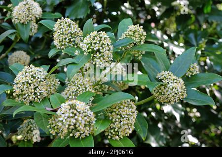 Skimmia Japonica 'Fragrans' en fleur. Banque D'Images