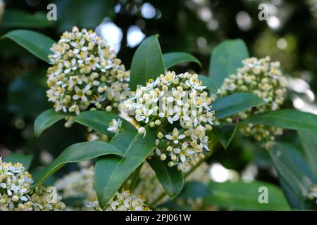 Skimmia Japonica 'Fragrans' en fleur. Banque D'Images