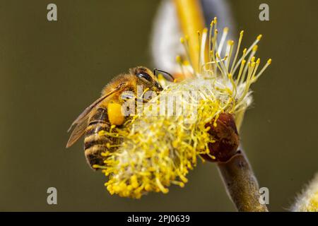 Gros plan, abeille (APIS mellifera) sur la fleur d'un saule de chèvre sal (Salix caprea) Neuffen, Bade-Wurtemberg, Allemagne Banque D'Images