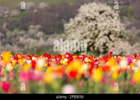Champ de fleurs devant un cerisier en fleur, tulipes colorées à flair par vous-même, Owen, Bade-Wurtemberg, Allemagne Banque D'Images