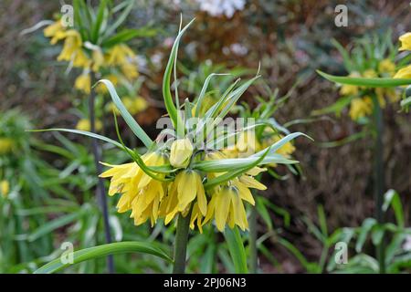 Couronne impériale jaune en fleur en fleur. Banque D'Images