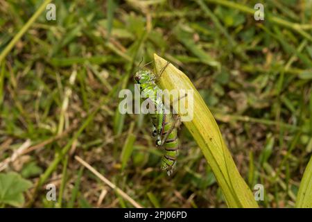 Cricket de montagne des alpes du Sud-Ouest (Epipodisma pedemontana), Pinzgau, Autriche Banque D'Images