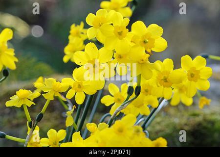 Narcisse jaune Jonquil en fleur. Banque D'Images