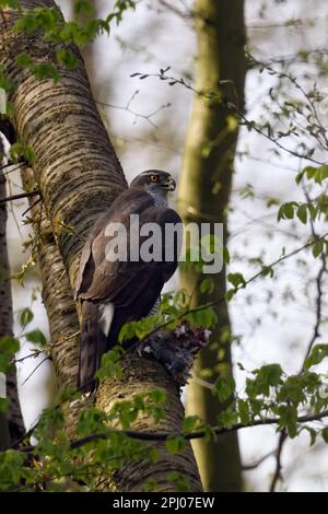 avec des proies... Goshawk ( Accipiter gentilis ), appelant le goshawk féminin après une chasse réussie Banque D'Images