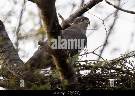 au printemps... Goshawk ( Accipiter gentilis ), goshawk féminin sur l'eyrie dans un cime Banque D'Images