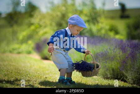 Beau petit garçon par une journée ensoleillée dans un champ de lavande. Pologne, Pologne, Europe Banque D'Images