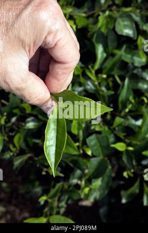 Jeunes feuilles de thé frais (Camellia sinensis) sur une brousse, une plantation de thé, Maurice Banque D'Images