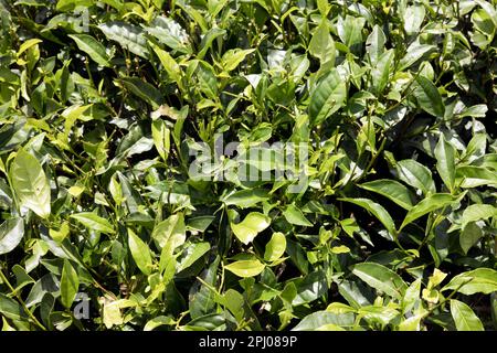 Jeunes feuilles de thé frais (Camellia sinensis) sur une brousse, une plantation de thé, Maurice Banque D'Images