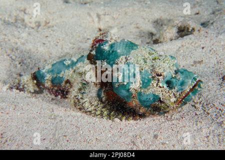 Fausse corégone juvénile (Scorpaenopsis diabolus), site de plongée, récif de mangrove Bay, El Quesir, Mer Rouge, Égypte Banque D'Images