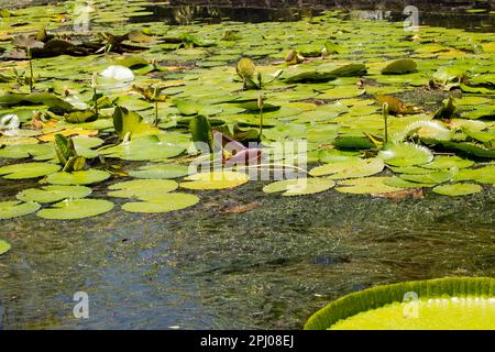 Étang avec lotus (Nelumbo) et une feuille Victoria amazonica (Nymphaeaceae), Maurice Banque D'Images