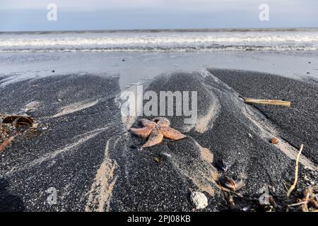 Saltburn-by-the-Sea, Yorkshire du Nord. 30th mars 2023. Des milliers de moules mortes, de palourdes de rasoir, de poissons étoiles et d'autres créatures marines, ainsi que de grandes quantités de charbon, se sont délavées sur la plage de Saltburn au cours des derniers jours. L’explication de l’Agence pour l’environnement est que les conditions météorologiques ont causé cet événement, mais certains locaux se demandent comment se sont produits les morts de tant de créatures marines, surtout à la lumière de la masse qui s’est éteinte le long de la côte nord-est en 2021, que certaines personnes ont liée à la pollution. Crédit : David Forster/Alamy Live News Banque D'Images