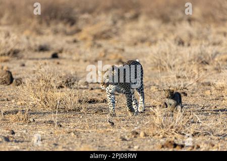 Léopard (Panthera pardus) cub marchant à côté de mère, léopard, femelle, réserve nationale de Samburu, Kenya Banque D'Images