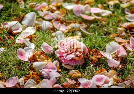 fleurs de magnolia tombées de l'arbre Banque D'Images