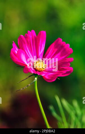 Fleur rose solitaire sur fond vert flou. COSMOS fleurit dans l'herbe verte. Photo en faible profondeur de champ. Banque D'Images