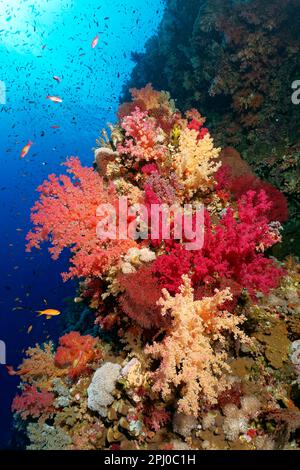 Corail mur, grand bloc de corail avec de nombreux Klunzingers corail mou (Dendronephthya) dans différentes nuances de rouge, rouge, mer Rouge, îles Brother aussi Banque D'Images