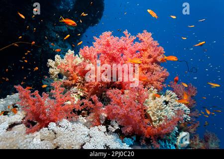 Bloc de corail densément recouvert de Klunzingers corail mou, rouge, et Xenia coraux doux (Dendronephthya klunzingeri) (Xeniidae), blanc, école anthias Banque D'Images