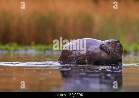 Loutre européen (Lutra lutra) Predator terrestre, martre, alimentation en eau peu profonde, lever du soleil, parc national de Kiskunlag, Hongrie Banque D'Images