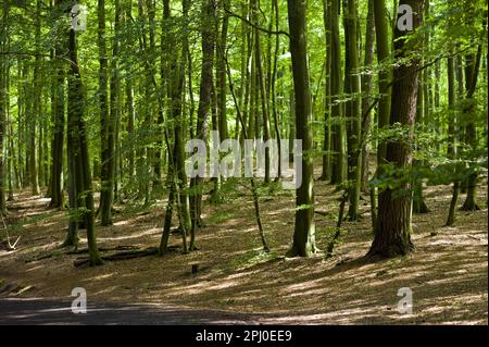 Forêt près du Koenigsstuhl, Ruegen, Mecklembourg-Poméranie occidentale, Allemagne Banque D'Images