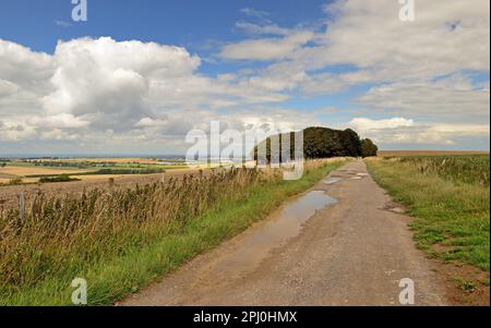 Des flaques longent le Ridgeway National Trail sur Hackpen Hill, dans le Wiltshire, en regardant vers le nord-ouest. Banque D'Images