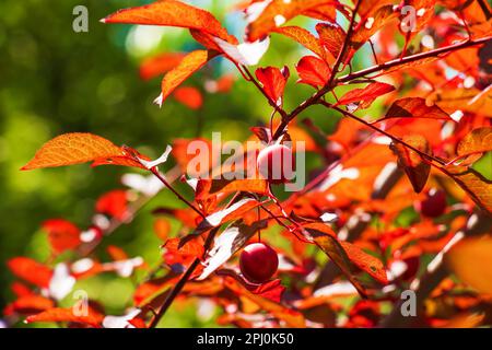 Fruits de prune de cerise sur une branche d'arbre, récolte de fruits mûrs, arbre de fruits. Lumière du coucher du soleil Banque D'Images