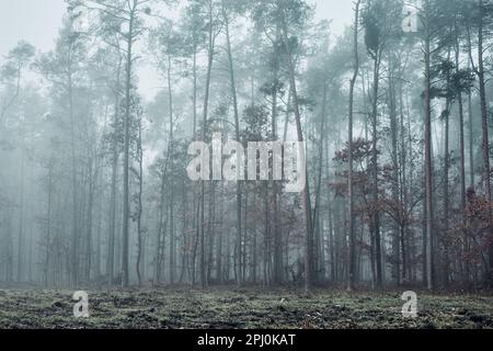 Forêt inondée de brouillard épais. Nature paysage vue sur la forêt brumeuse en automne. Arrière-plan naturel Banque D'Images