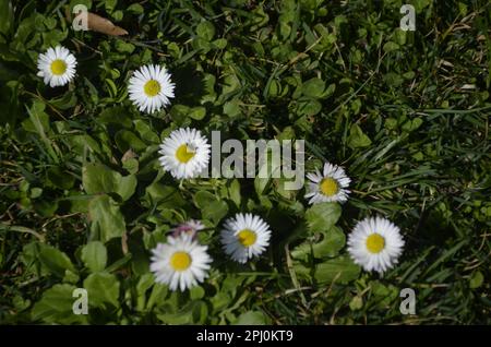 Blooming Daisies On The Meadow In The Spring Season. Banque D'Images