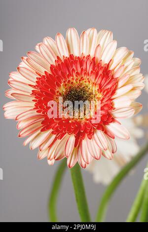 Jaune - gerberas roses sur fond gris clair gros plan Banque D'Images