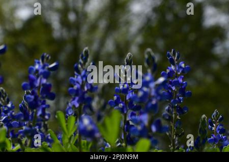 Fleurs de bonnet bleu perky avec l'arbre en arrière-plan un jour de printemps. Banque D'Images