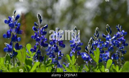 Bluebonnets par une journée lumineuse et ensoleillée Banque D'Images