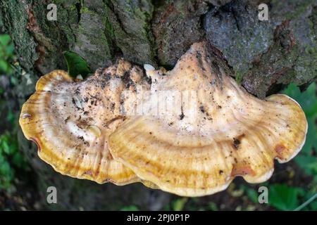 Poulet des bois, Laetiporus sulphureus Banque D'Images