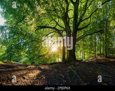 Un arbre de hêtre dans la lumière du matin, dans les bois près de l'église de Lud dans le quartier de pic de Staffordshire. Feuilles vertes sur les arbres au début d'une journée d'été Banque D'Images