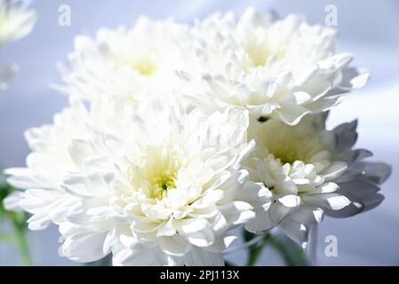 Petit bouquet de chrysanthèmes sur le rebord, P.C. Banque D'Images