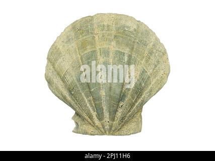 Coquille de pétoncle fossilisée, Chesapecten jeffersonius, spécimen fossile isolé sur fond blanc Banque D'Images