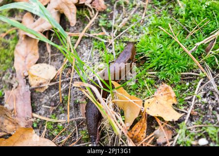 Vue d'un escargot dans l'herbe verte Banque D'Images