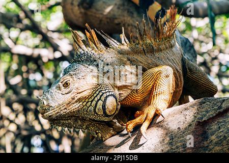 Gros plan d'Iguana coloré au Belize en marchant à travers les mangroves, iguana isolé orange et gris Banque D'Images