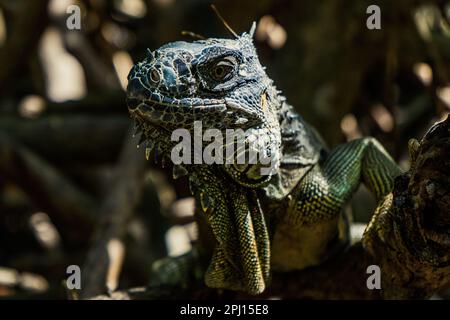 Gros plan d'Iguana au Belize en marchant à travers les mangroves, iguana isolé avec des détails d'oeil Banque D'Images