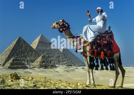 ARABE À DOS DE CHAMEAU TENANT TÉLÉPHONE PORTABLE TÉLÉPHONE GRANDES PYRAMIDES GIZEH RUINES LE CAIRE EGYPTE Banque D'Images