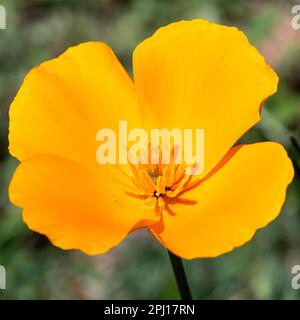 Coquelicot d'or (Eschscholzia californica ssp. mexicana) Tucson, Arizona, États-Unis. Banque D'Images