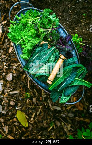 Légumes d'hiver - variété de potager résistant au froid. Palmier ou dinosaure, chou à feuilles cahoteuses ou kale, Nero di Toscana (Brassica oleracea) Banque D'Images