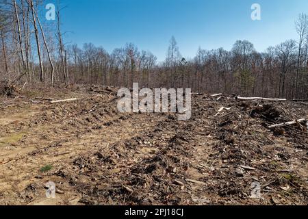 Une vue de ce qui reste des zones de la vieille forêt étant clairement coupée par des bulldozers et des souches dans le fond des arbres étant sciés avec plus d'arbres Banque D'Images